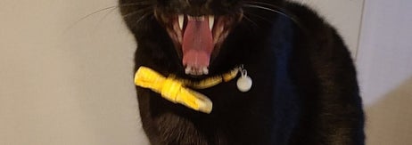 妖怪みたいなあくびをする黒猫ちゃん / のある@黒猫垢さんのXより