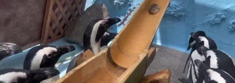 流れてくるアジを見つめるペンギンたち