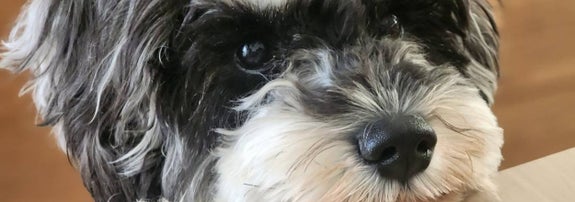 犬が机の上に顎を乗せて見ている。