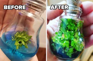 Before and after images of a terrarium inside a small glass bottle. On the left, a small plant in blue liquid. On the right, the plant is grown and healthy